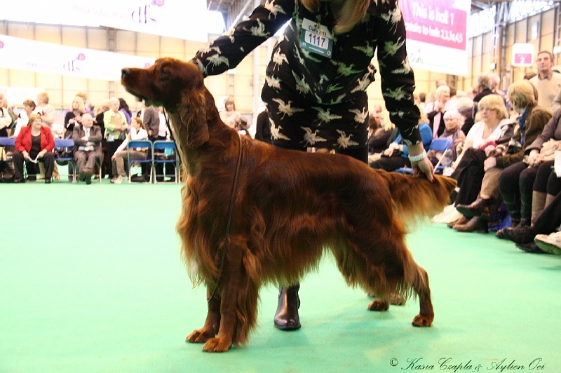 Crufts2011_2 109.jpg